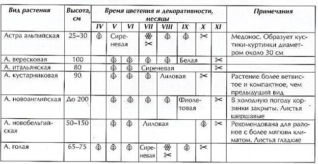 Описание: G:\КЛУБ И ШКОЛА\Энциклопедия ВД\А\А\табл астра.JPG