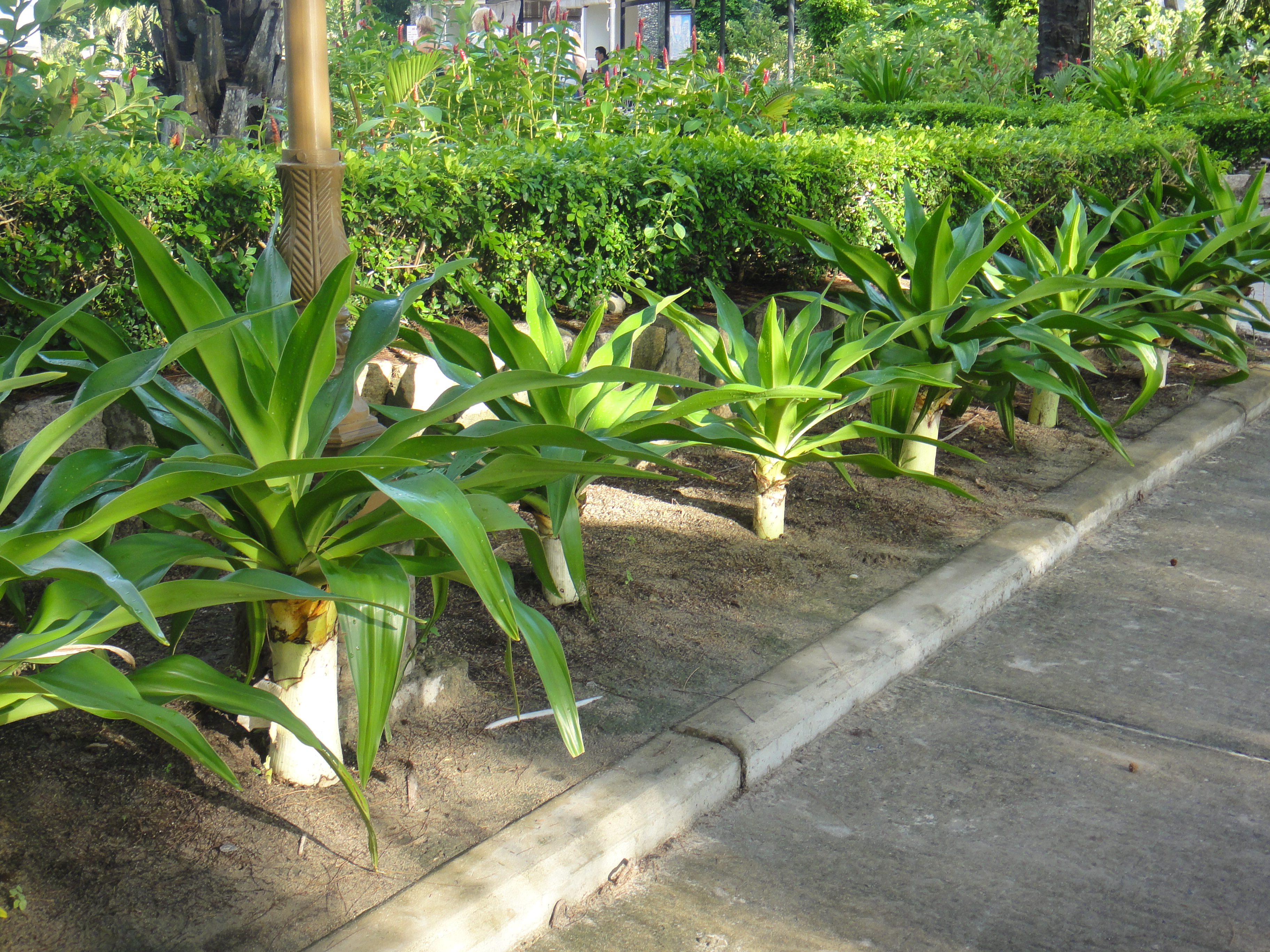 растения во вьетнаме