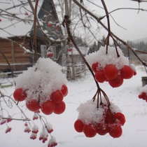 Калина в снегу