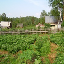 Посадки земляники