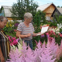 Сад Астильб