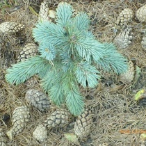 Ель Энгельмана Glauca