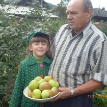 Яблоки с Яблони -Мелба