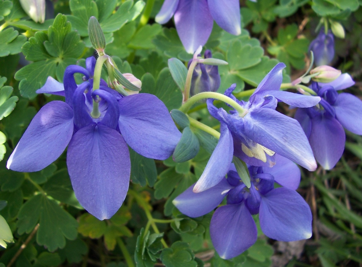 Aquilegia vulgaris Grennys Bonnet