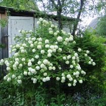 Калина Буль де Неж