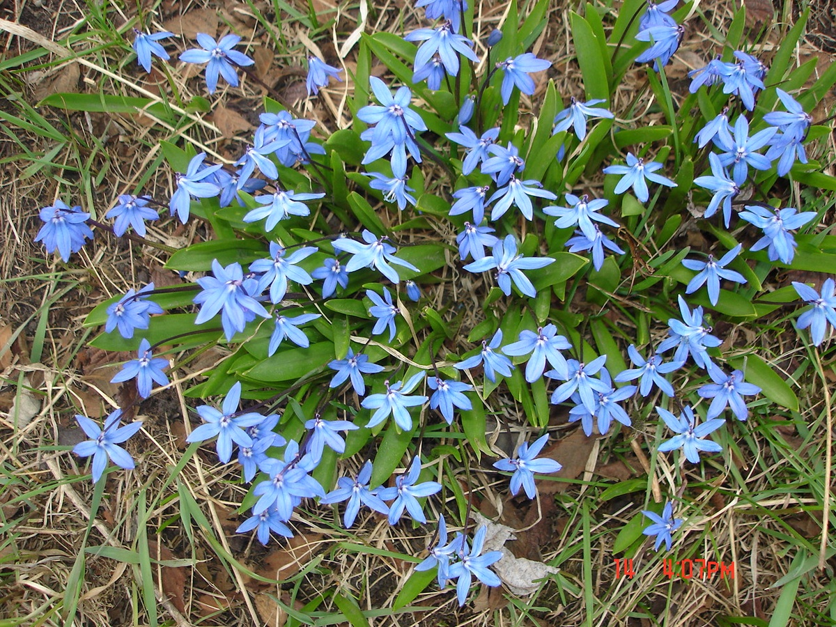 Мелколуковичные первоцветы синие