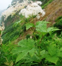 Лабазник камчатский