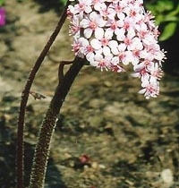 Пельтифиллум