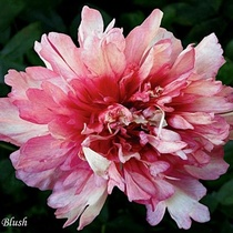 Norwegian Blush