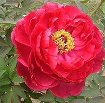 'Shima-nishiki'